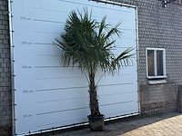Chinese waaierpalm - trachycarpus fortunei - stam 60-80 cm - hoogte ca. 260 cm - afbeelding 4 van  6