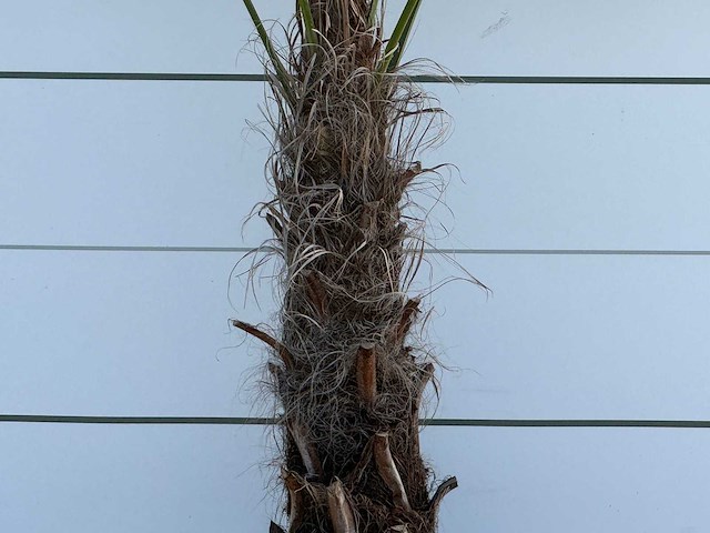 Chinese waaierpalm - trachycarpus fortunei - stam 60-80 cm - hoogte ca. 260 cm - afbeelding 5 van  6