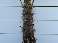 Chinese waaierpalm - trachycarpus fortunei - stam 60-80 cm - hoogte ca. 260 cm - afbeelding 5 van  6