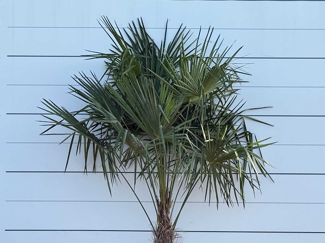 Chinese waaierpalm - trachycarpus fortunei - stam 60-80 cm - hoogte ca. 260 cm - afbeelding 6 van  6