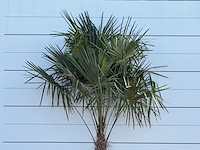 Chinese waaierpalm - trachycarpus fortunei - stam 60-80 cm - hoogte ca. 260 cm - afbeelding 6 van  6