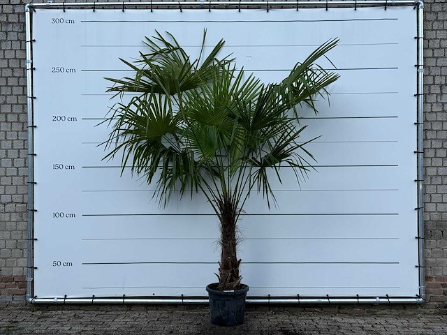 Chinese waaierpalm - trachycarpus fortunei - stam 60-80 cm - hoogte ca. 260 cm - afbeelding 1 van  4