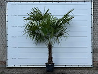 Chinese waaierpalm - trachycarpus fortunei - stam 60-80 cm - hoogte ca. 260 cm - afbeelding 1 van  4