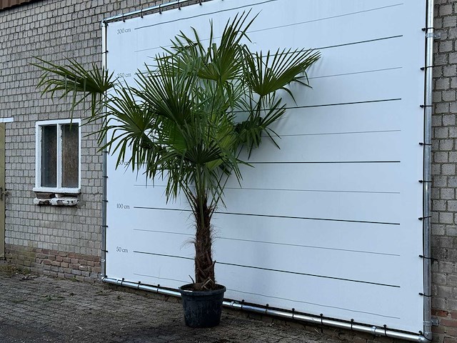 Chinese waaierpalm - trachycarpus fortunei - stam 60-80 cm - hoogte ca. 260 cm - afbeelding 2 van  4