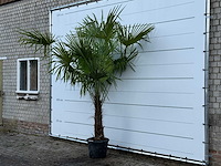 Chinese waaierpalm - trachycarpus fortunei - stam 60-80 cm - hoogte ca. 260 cm - afbeelding 2 van  4