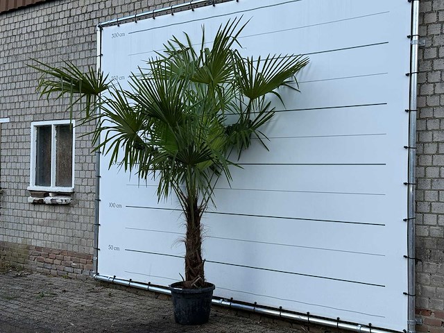 Chinese waaierpalm - trachycarpus fortunei - stam 60-80 cm - hoogte ca. 260 cm - afbeelding 3 van  4