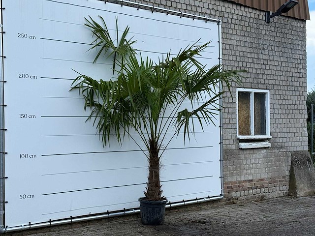 Chinese waaierpalm - trachycarpus fortunei - stam 60-80 cm - hoogte ca. 260 cm - afbeelding 4 van  4