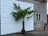 Chinese waaierpalm - trachycarpus fortunei - stam 60-80 cm - hoogte ca. 260 cm - afbeelding 4 van  4