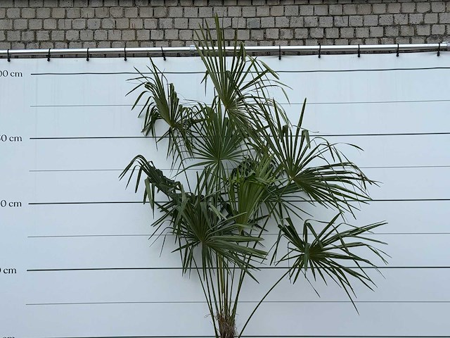 Chinese waaierpalm - trachycarpus fortunei - stam 60-80 cm - hoogte ca. 280 cm - afbeelding 1 van  1