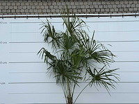 Chinese waaierpalm - trachycarpus fortunei - stam 60-80 cm - hoogte ca. 280 cm - afbeelding 1 van  1