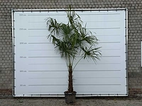 Chinese waaierpalm - trachycarpus fortunei - stam 60-80 cm - hoogte ca. 280 cm