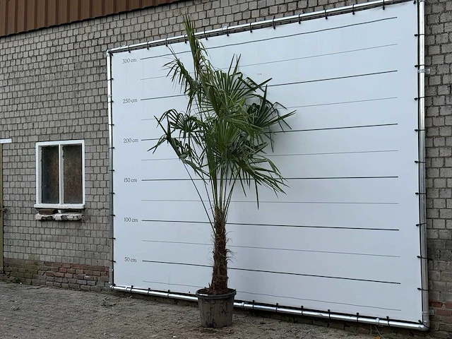 Chinese waaierpalm - trachycarpus fortunei - stam 60-80 cm - hoogte ca. 280 cm - afbeelding 2 van  5