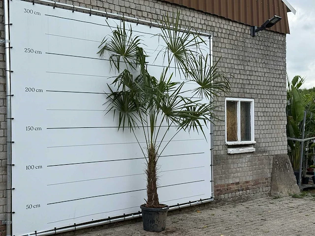 Chinese waaierpalm - trachycarpus fortunei - stam 60-80 cm - hoogte ca. 280 cm - afbeelding 3 van  5
