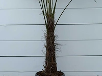 Chinese waaierpalm - trachycarpus fortunei - stam 60-80 cm - hoogte ca. 280 cm - afbeelding 4 van  5