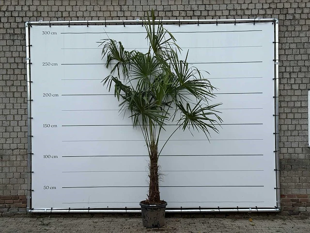 Chinese waaierpalm - trachycarpus fortunei - stam 60-80 cm - hoogte ca. 280 cm - afbeelding 1 van  5