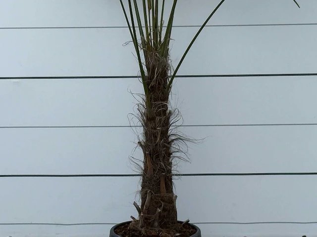 Chinese waaierpalm - trachycarpus fortunei - stam 60-80 cm - hoogte ca. 280 cm - afbeelding 2 van  5