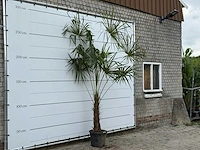 Chinese waaierpalm - trachycarpus fortunei - stam 60-80 cm - hoogte ca. 280 cm - afbeelding 4 van  5
