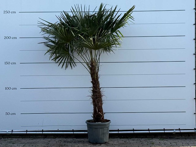 Chinese waaierpalm - trachycarpus fortunei - stam 80-100 cm - hoogte ca. 250 cm - afbeelding 1 van  4