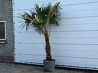 Chinese waaierpalm - trachycarpus fortunei - stam 80-100 cm - hoogte ca. 250 cm - afbeelding 2 van  4
