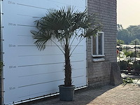 Chinese waaierpalm - trachycarpus fortunei - stam 80-100 cm - hoogte ca. 250 cm - afbeelding 3 van  4