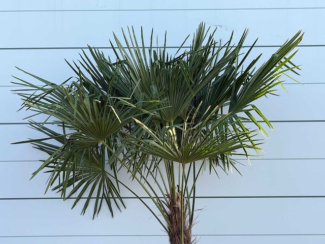 Chinese waaierpalm - trachycarpus fortunei - stam 80-100 cm - hoogte ca. 250 cm - afbeelding 4 van  4
