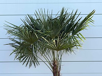 Chinese waaierpalm - trachycarpus fortunei - stam 80-100 cm - hoogte ca. 250 cm - afbeelding 4 van  4