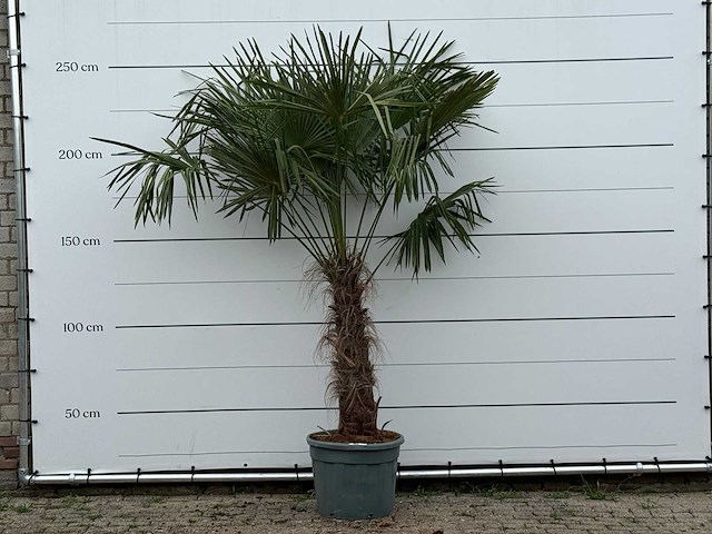 Chinese waaierpalm - trachycarpus fortunei - stam 80-100 cm - hoogte ca. 250 cm - afbeelding 1 van  2