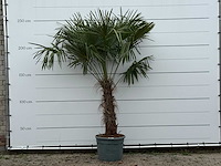 Chinese waaierpalm - trachycarpus fortunei - stam 80-100 cm - hoogte ca. 250 cm - afbeelding 1 van  2