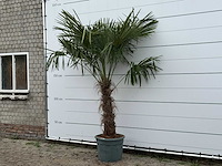 Chinese waaierpalm - trachycarpus fortunei - stam 80-100 cm - hoogte ca. 250 cm - afbeelding 2 van  2