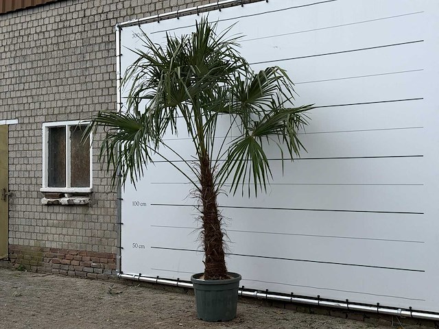 Chinese waaierpalm - trachycarpus fortunei - stam 80-100 cm - hoogte ca. 280 cm - afbeelding 1 van  2