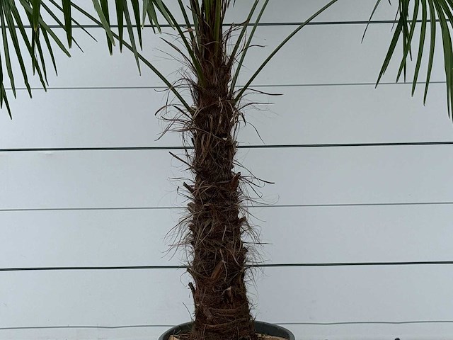 Chinese waaierpalm - trachycarpus fortunei - stam 80-100 cm - hoogte ca. 280 cm - afbeelding 2 van  2