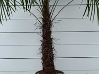 Chinese waaierpalm - trachycarpus fortunei - stam 80-100 cm - hoogte ca. 280 cm - afbeelding 2 van  2