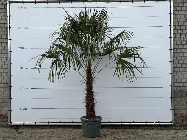 Chinese waaierpalm - trachycarpus fortunei - stam 80-100 cm - hoogte ca. 280 cm - afbeelding 1 van  3