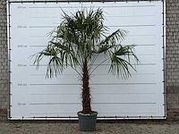 Chinese waaierpalm - trachycarpus fortunei - stam 80-100 cm - hoogte ca. 280 cm - afbeelding 1 van  3