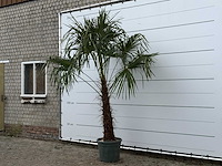 Chinese waaierpalm - trachycarpus fortunei - stam 80-100 cm - hoogte ca. 280 cm - afbeelding 2 van  3