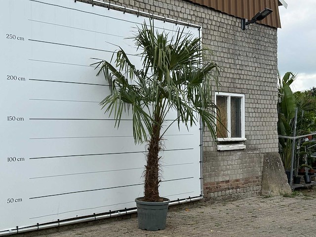 Chinese waaierpalm - trachycarpus fortunei - stam 80-100 cm - hoogte ca. 280 cm - afbeelding 3 van  3