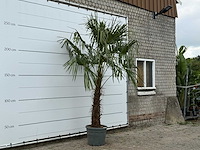 Chinese waaierpalm - trachycarpus fortunei - stam 80-100 cm - hoogte ca. 280 cm - afbeelding 3 van  3