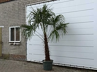 Chinese waaierpalm - trachycarpus fortunei - stam 80-100 cm - hoogte ca. 280 cm - afbeelding 2 van  5