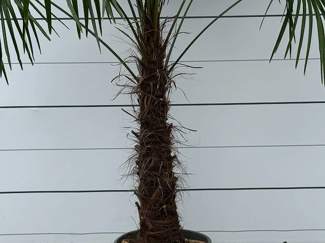 Chinese waaierpalm - trachycarpus fortunei - stam 80-100 cm - hoogte ca. 280 cm - afbeelding 4 van  5
