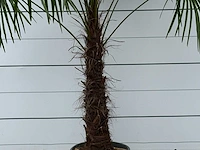 Chinese waaierpalm - trachycarpus fortunei - stam 80-100 cm - hoogte ca. 280 cm - afbeelding 4 van  5