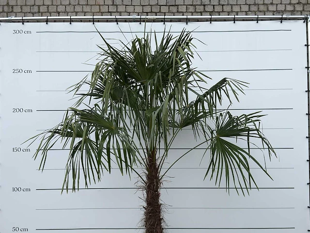 Chinese waaierpalm - trachycarpus fortunei - stam 80-100 cm - hoogte ca. 280 cm - afbeelding 5 van  5