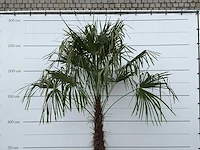 Chinese waaierpalm - trachycarpus fortunei - stam 80-100 cm - hoogte ca. 280 cm - afbeelding 5 van  5