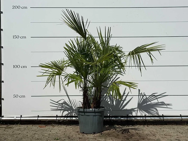 Chinese waaierpalm driedubbele stam - trachycarpus fortunei - hoogte ca. 120 cm - afbeelding 1 van  2