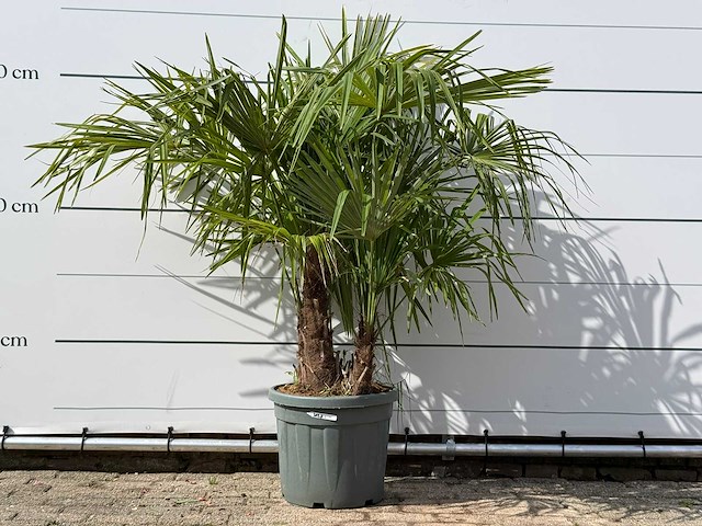 Chinese waaierpalm driedubbele stam - trachycarpus fortunei - hoogte ca. 150 cm - afbeelding 1 van  1