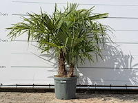 Chinese waaierpalm driedubbele stam - trachycarpus fortunei - hoogte ca. 150 cm - afbeelding 1 van  1