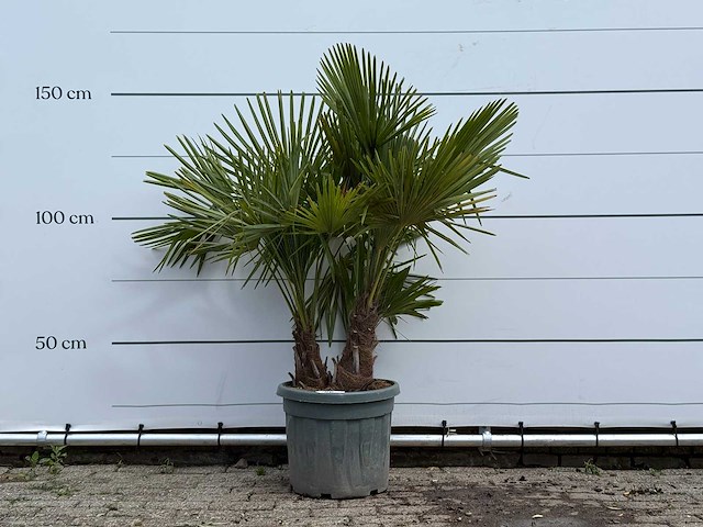 Chinese waaierpalm driedubbele stam - trachycarpus fortunei - hoogte ca. 150 cm - afbeelding 1 van  5