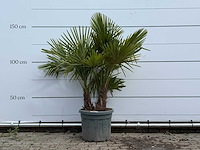 Chinese waaierpalm driedubbele stam - trachycarpus fortunei - hoogte ca. 150 cm - afbeelding 1 van  5