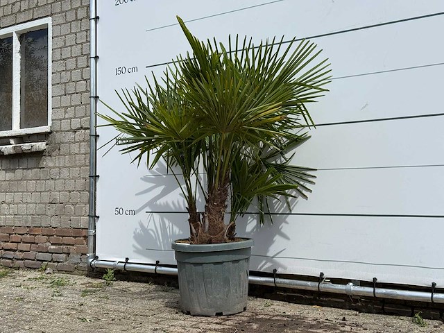Chinese waaierpalm driedubbele stam - trachycarpus fortunei - hoogte ca. 150 cm - afbeelding 2 van  5