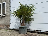 Chinese waaierpalm driedubbele stam - trachycarpus fortunei - hoogte ca. 150 cm - afbeelding 2 van  5