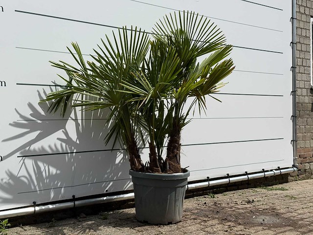 Chinese waaierpalm driedubbele stam - trachycarpus fortunei - hoogte ca. 150 cm - afbeelding 3 van  5